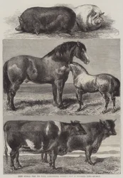 Prize Animals from the Royal Agricultural Society
